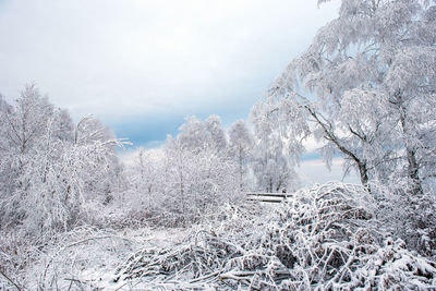 Pine trees in forest against sky during winter