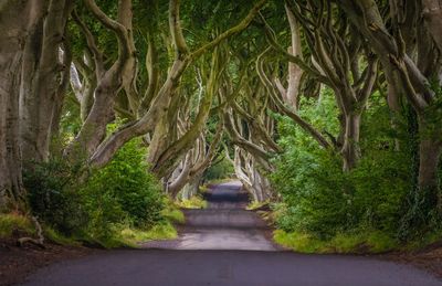 Road amidst trees in forest