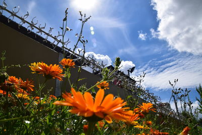 Low angle view of flowers blooming against sky