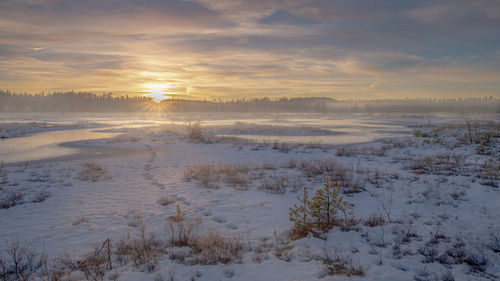 Winter on a bog