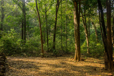 Scenic view of forest