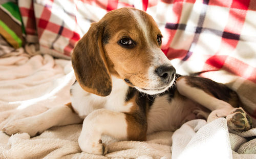 Close-up of beagle puppy lying on bed at home