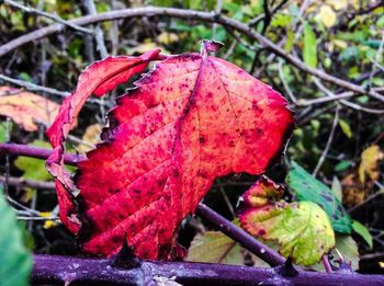Close-up of red leaves on plant
