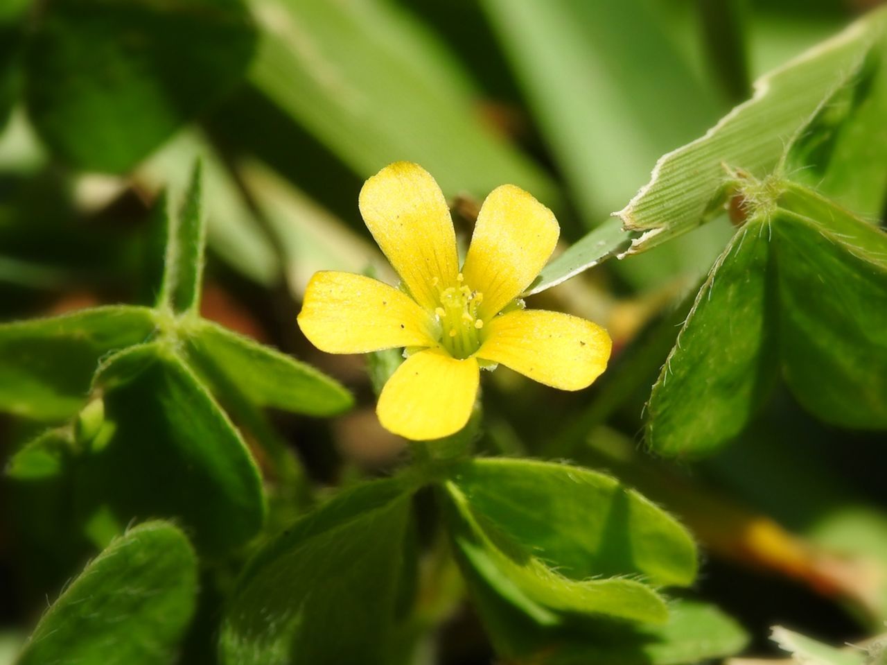 CLOSE-UP OF YELLOW FLOWER