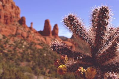 Close-up of prickly pear cactus against sky
