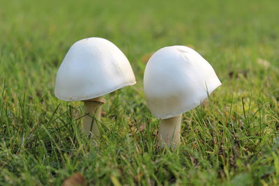 Close-up of mushroom growing on field