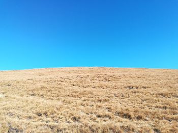 Scenic view of field against clear blue sky