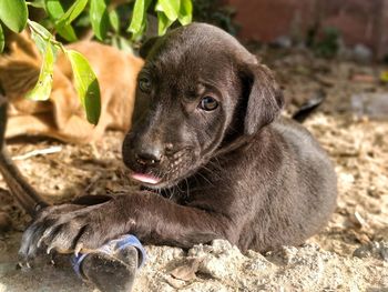 Close-up portrait of dog relaxing on field
