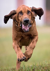 Portrait of dog sitting on field