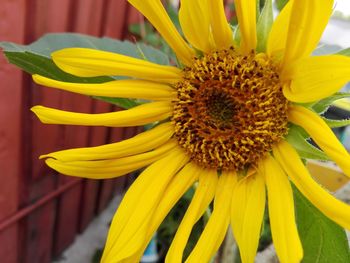 Close-up of sunflower