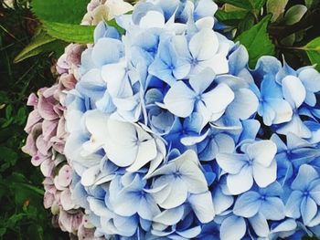 Close-up of hydrangea blooming outdoors