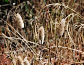 Close-up of wilted flower on field