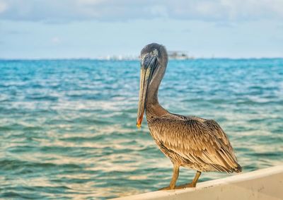 View of bird on beach against sea
