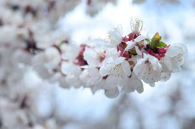 Close-up of white cherry blossom tree