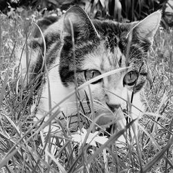 Cat in gras black white