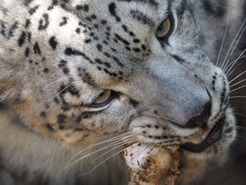 Close-up of tiger