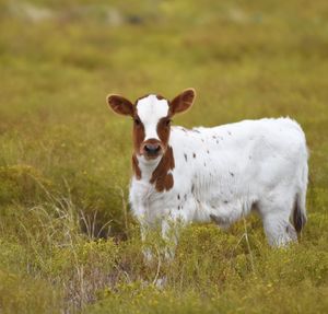 Portrait of a cow standing on landscape