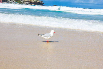 Seagull on beach