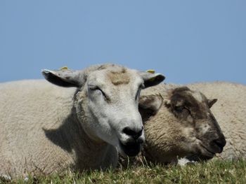 Sheep in a field