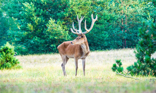 A strong red deer stands in a forest clearing