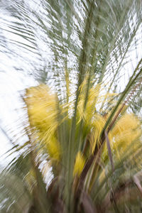 Close-up of plants against blurred background
