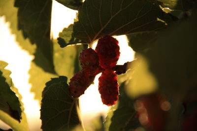 Close-up of red berries on tree