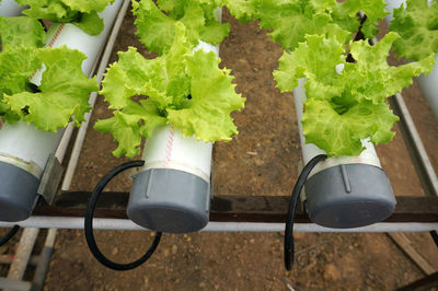 Close-up of potted plant in container