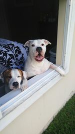Dogs standing by window