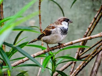 animal themes