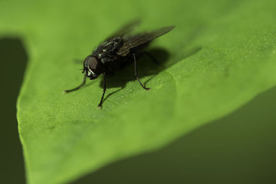 Fly on a green leaf. macro shot. soft focus