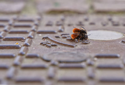 Close-up of ladybug on land
