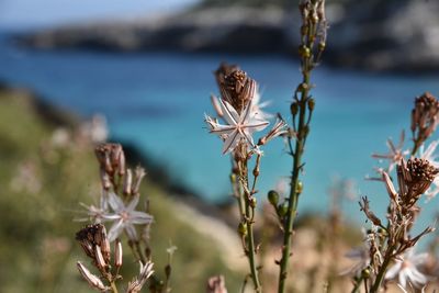 Close-up of wilted plant on field