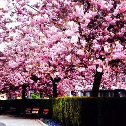 Pink flowers blooming on tree