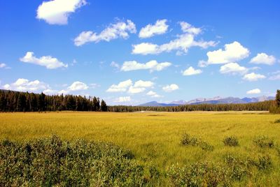 Scenic view of field against sky