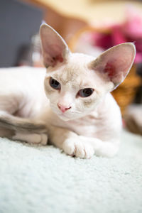 Close-up portrait of devon rex relaxing at home