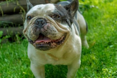 Close-up of dog on field