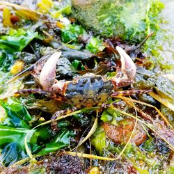 Close-up of insect on plant