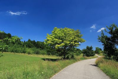 Road amidst trees against blue sky