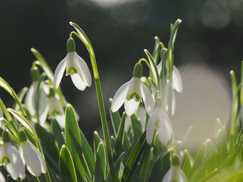 Close-up of white flowering plants