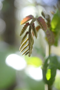 Close up of leaves