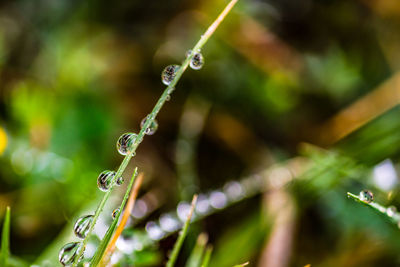 Close-up of plant