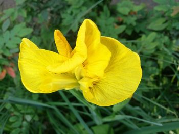Close-up of yellow flower blooming in field