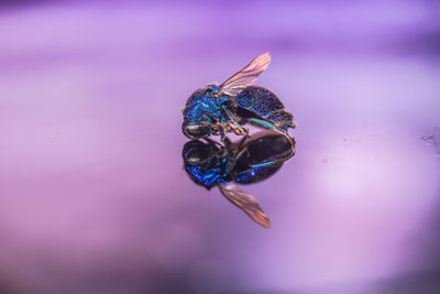 Close-up of fly on leaf