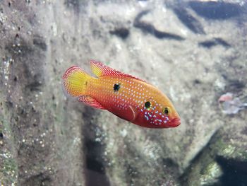 Close-up of fish swimming in sea