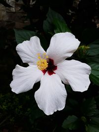 Close-up of white hibiscus blooming outdoors