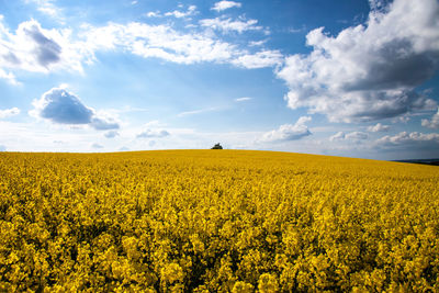 Scenic view of oilseed rape field against sky