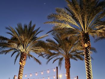 Low angle view of palm trees against sky