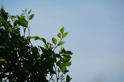 Low angle view of plant against clear sky