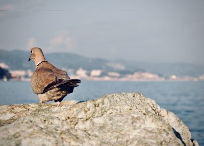 Close-up of bird perching on rock by sea against sky