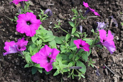 Close-up of pink flowers